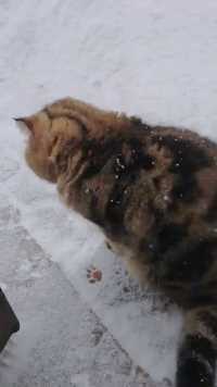 下雪啦#猫