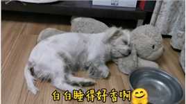 你觉得狗狗能睡多沉？看完白白的睡觉你就知道了