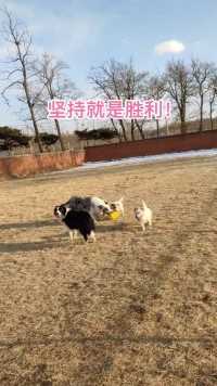 锦州Max宠物训导寄养中心