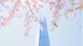 首尔政府春季樱花压缩版，当了一回搬运工；春季樱花，够美 ..