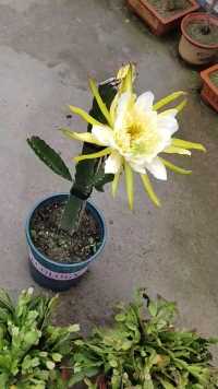 盆栽火龙果开花了，据说这还是红心火龙果