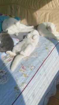 橙哥伸个懒腰，也算是今天的剧烈运动了 #猫咪睡觉姿势 #萌宠