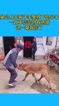 舅公从牛贩子手里救下的小牛，一直不信动物有感情，这一幕我信了