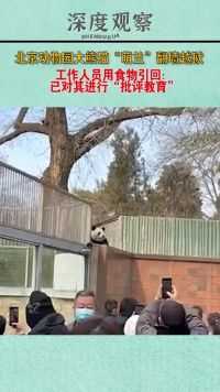 北京动物园大熊猫“萌兰”翻墙越狱，工作人员用食物引回：已对其进行“批评教育”