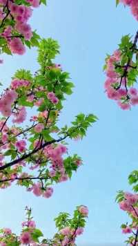 笑言桃花映春风，春风吹的桃花红。