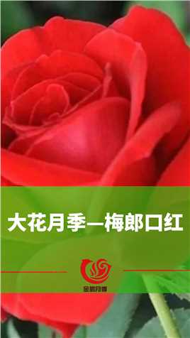 大田月季品种-梅郎口红#月季玫瑰 #一花一草一世界 #绿化工程 