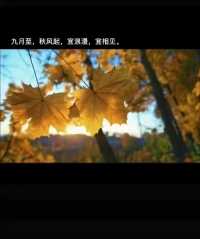 额济纳胡杨林，
拥有中国尤为奇妙的勾魂秋色，
是赏秋的好去处
早安🌞
