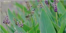 热度不减佳能EOS R5