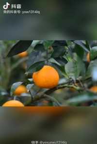 爱媛橙冻橙，含有丰富的维生素C还有柠檬酸，老人小孩都可以吃的橙子，可提高身体免疫力，吃多也不会上火。