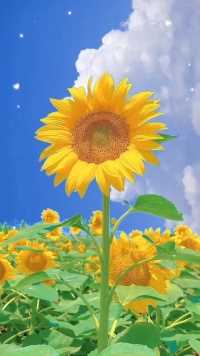 #暮春初夏日，万物焕新颜，景长天气好，竟日和且清。立夏将至:风轻轻告诉大家，初夏的温柔！谢各位正义一身正气的友亲关注🌹