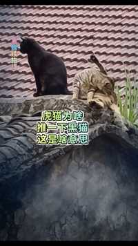 虎猫为啥对着黑猫发脾气？