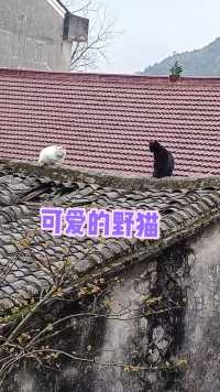 这两只野猫，又在屋顶上玩了。