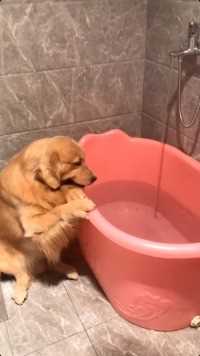 不给狗子洗澡永远不知道狗子有多脏。#萌宠 