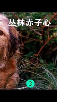 一只狗子救了三只狮子，叫板美洲灰狼，经典电影《丛林赤子心》3