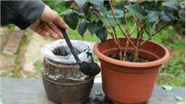 这勺“黑粉”不简单，能让板结的土壤疏松透气，还能强力生根