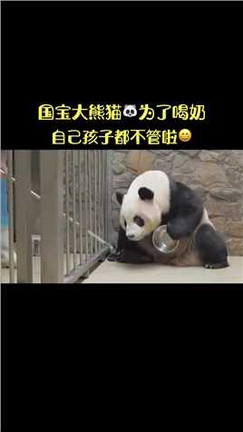 “国宝大熊猫”为了喝奶，孩子都不管啦萌萌哒。