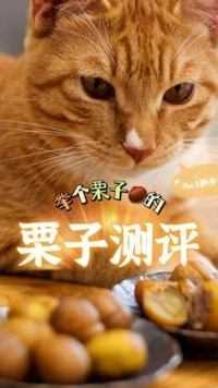 这个秋天剥着栗子，怀里揣着猫猫暖手宝，唰的一下就过去了...#宜兴宜兴