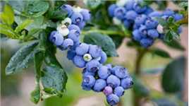 想要蓝莓春季结果多，冬季3点养护很重要，避免来年开花结果少