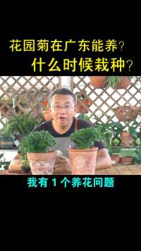 花园菊在广东能养？什么时候栽种？