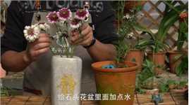 迟到的视频：把菊花当作鲜切花养，是不是更漂亮了？