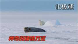 北极熊的迷之操作，神奇的捕猎方式