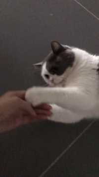 沉浸式撸猫 你娃是要吃掉我的手手啊