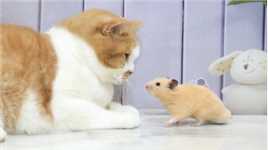仓鼠和猫第一次合影，仓鼠：这辈子最辉煌的时刻了