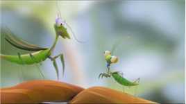 母螳螂为什么会吃公螳螂？