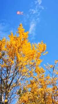 #随州千年银杏谷 秋风来袭，落叶起舞，秋天的每一种色彩里都包含着对生活的悸动、深情和向往。