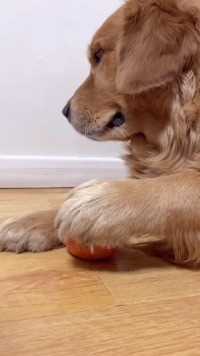 我有苹果吃，我得让他们羡慕我#宠物狗