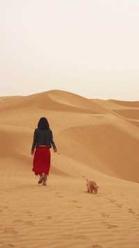 沙漠溜猫比溜骆驼爽多了