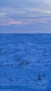 冰核丘地标 国家公园（Pingo Canadian Landmark）
遇到一只北极白狐，
看见我们恋恋不舍的走开……