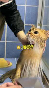 如何让小猫咪乖乖配合洗澡(上)？来自窝窝头的一次洗澡记