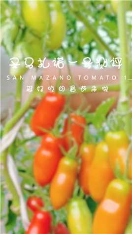 【最美味的意大利番茄: 圣马扎诺San Marzano测评】