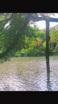 榕城里这颗生长在水中的千年榕树也太浪漫了吧 #福州拍照 #福州