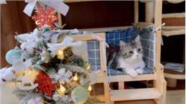 小猫咪的圣诞节愿望是什么呢