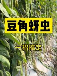 豆角经常出现蜜虫的困扰，#种菜小技巧#豆角种植