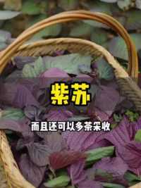 紫苏风味独特，做菜加上它，就是鲜美提味的秘诀#紫苏 #紫苏叶