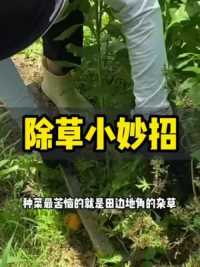 种菜最苦恼的就是田间地头的杂草，教你一招轻松解决#种植小技巧