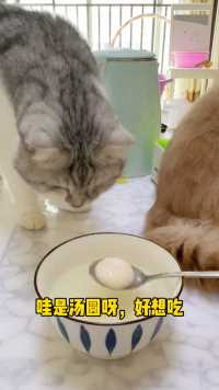 猫咪当然要吃毛茸茸的汤圆啦！