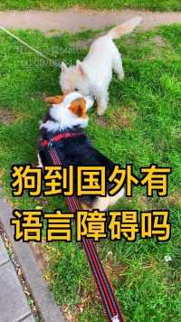 中国的狗和外国的狗可以无障碍交流吗？#中外狗子无障碍交流