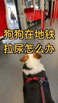 狗狗在地铁上拉了尿了怎么办？ #狗狗坐地铁