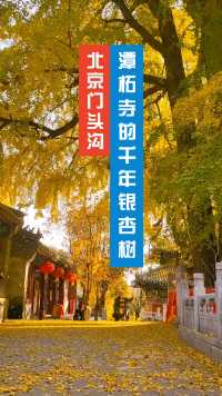 北京门头沟潭柘寺内，1400年的银杏树已“披金甲”。
