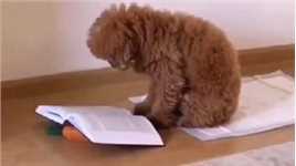 【搞笑配音】狗子都在认真学习了，你还有理由不努力吗