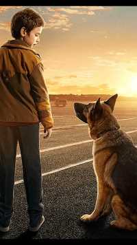 忠诚的狗狗被主人抛弃，却一直在原地等着主人回来！ #忠犬帕尔玛  #催泪电影  #高分电影