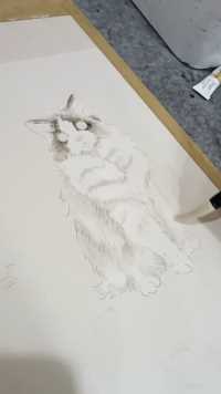画一只布偶猫