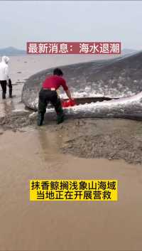 最新！海水退潮，象山石浦鲸鱼搁浅，各方正在积极救援