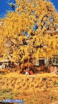 在一户普通人家院外蹲守一个礼拜，终于拍到银杏从黄绿到满树金黄的过程 #深秋 #秋去冬来又一年