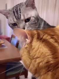 公猫偷吃了母猫的小鱼干，这眼神！