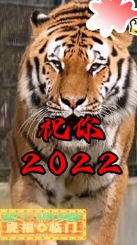祝你2022虎虎生威，虎运来袭，恭喜发财，幸福安康！
